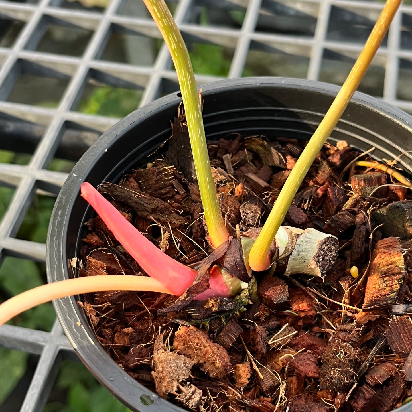 Philodendron Gloriosum Variegated Type1 - Exact Plant