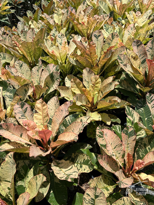 Plumeria Rubra Pink Maya Variegated - Large Size - Single Head - Grafted Plant