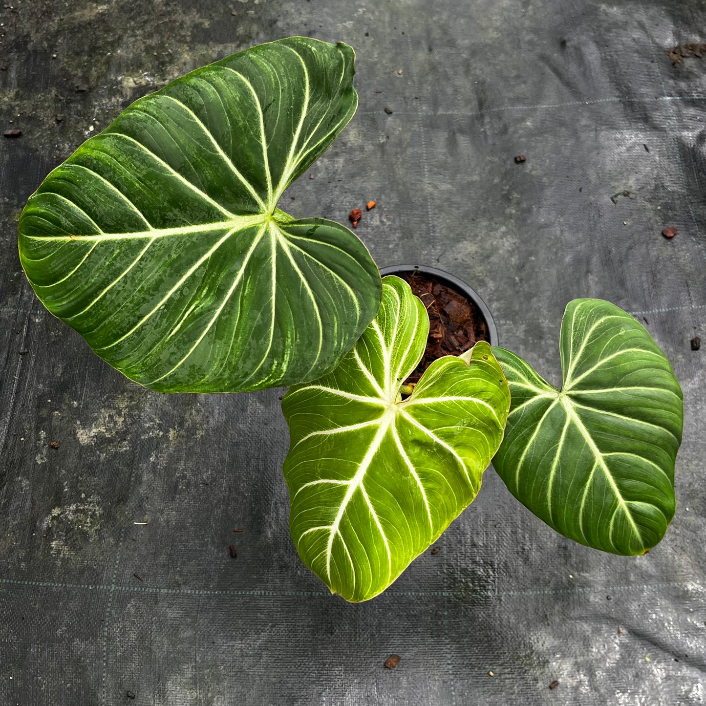 Philodendron Gloriosum White Veins - Pink Back