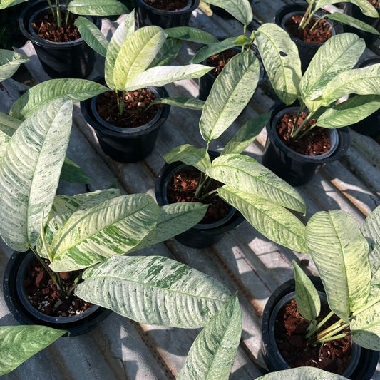 Rhaphidophora Gorilan variegated