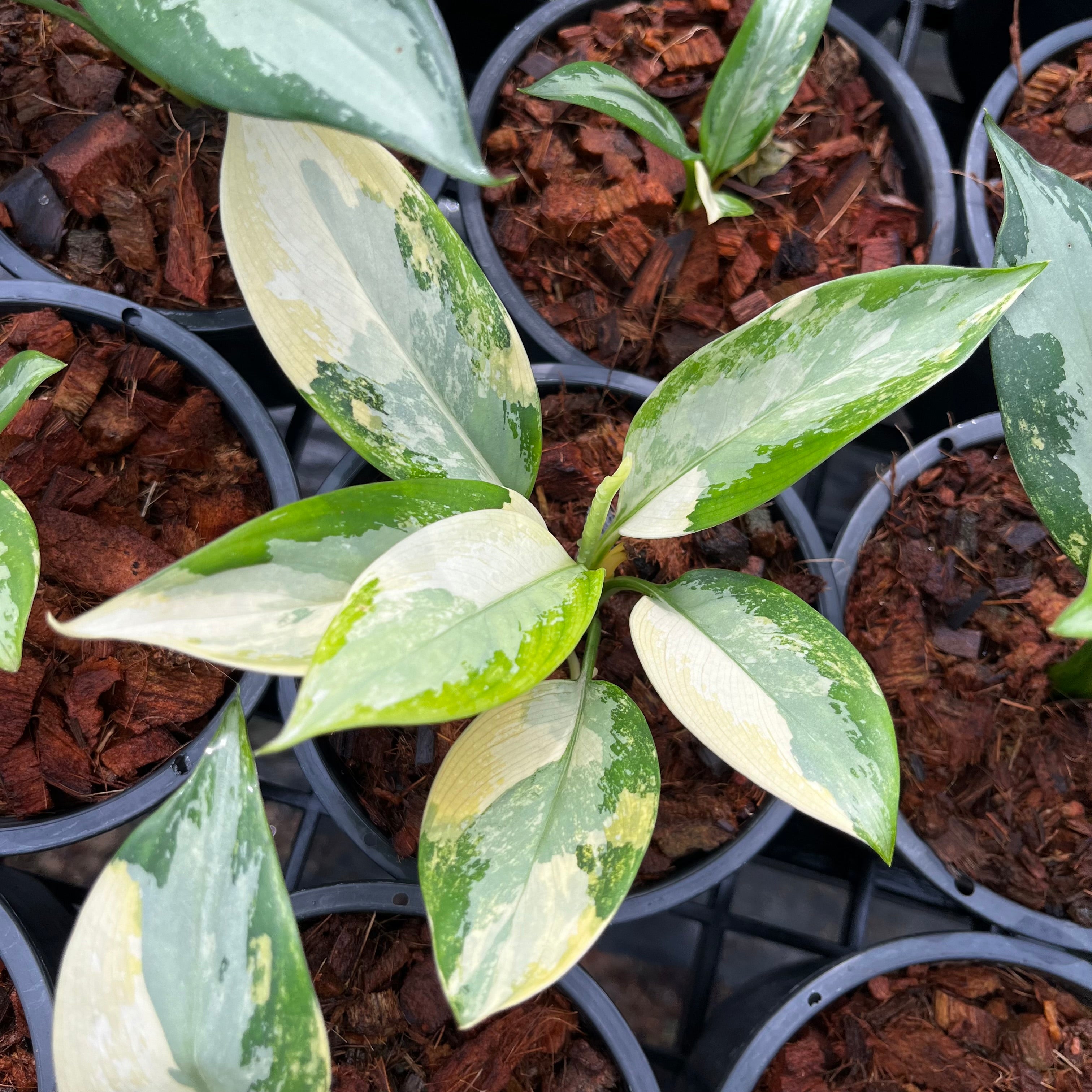 aglaonema unymanee variegated Aglaonema Suvarnabhumi Variegated – Greenroom Planter