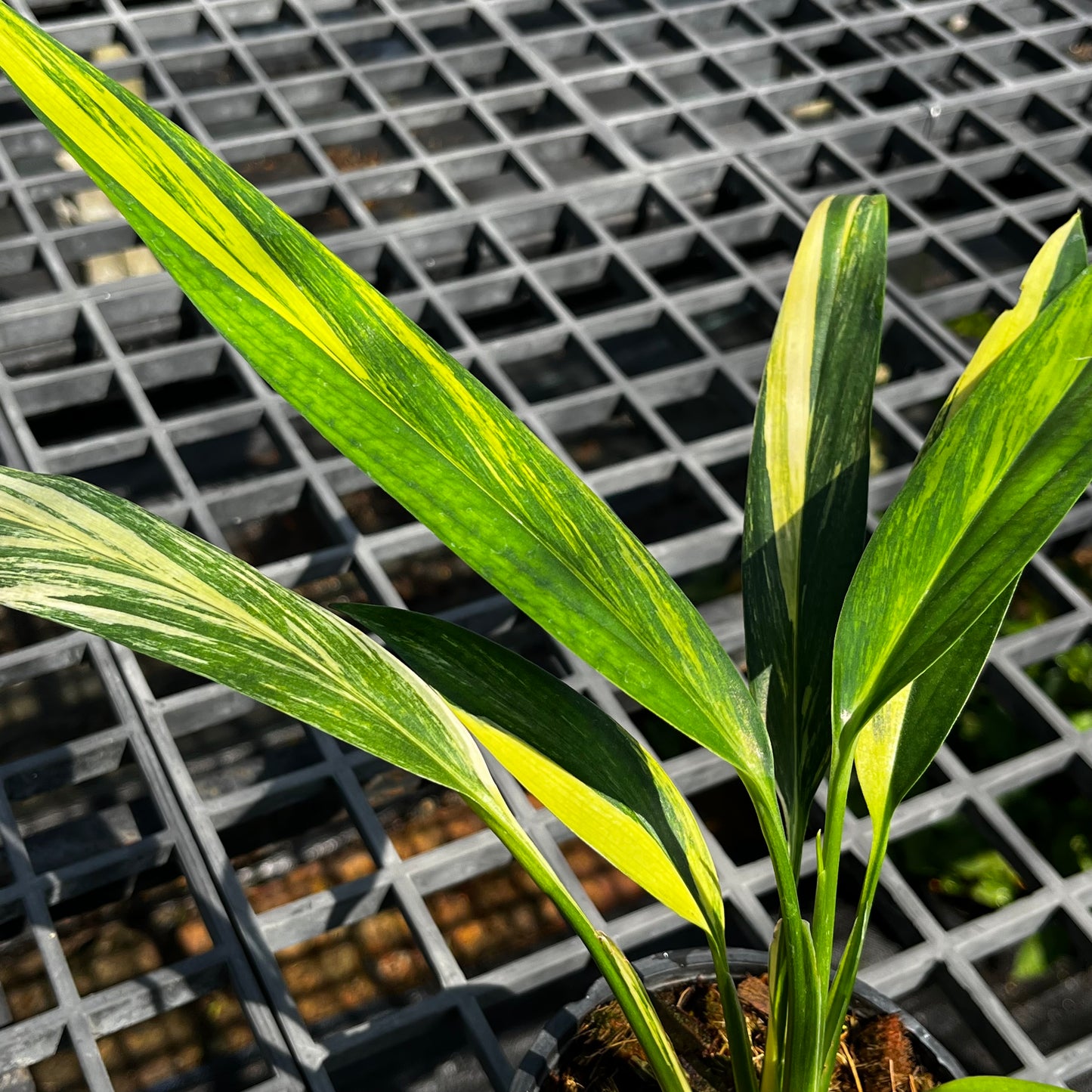 Epipremnum Amplissimum variegated