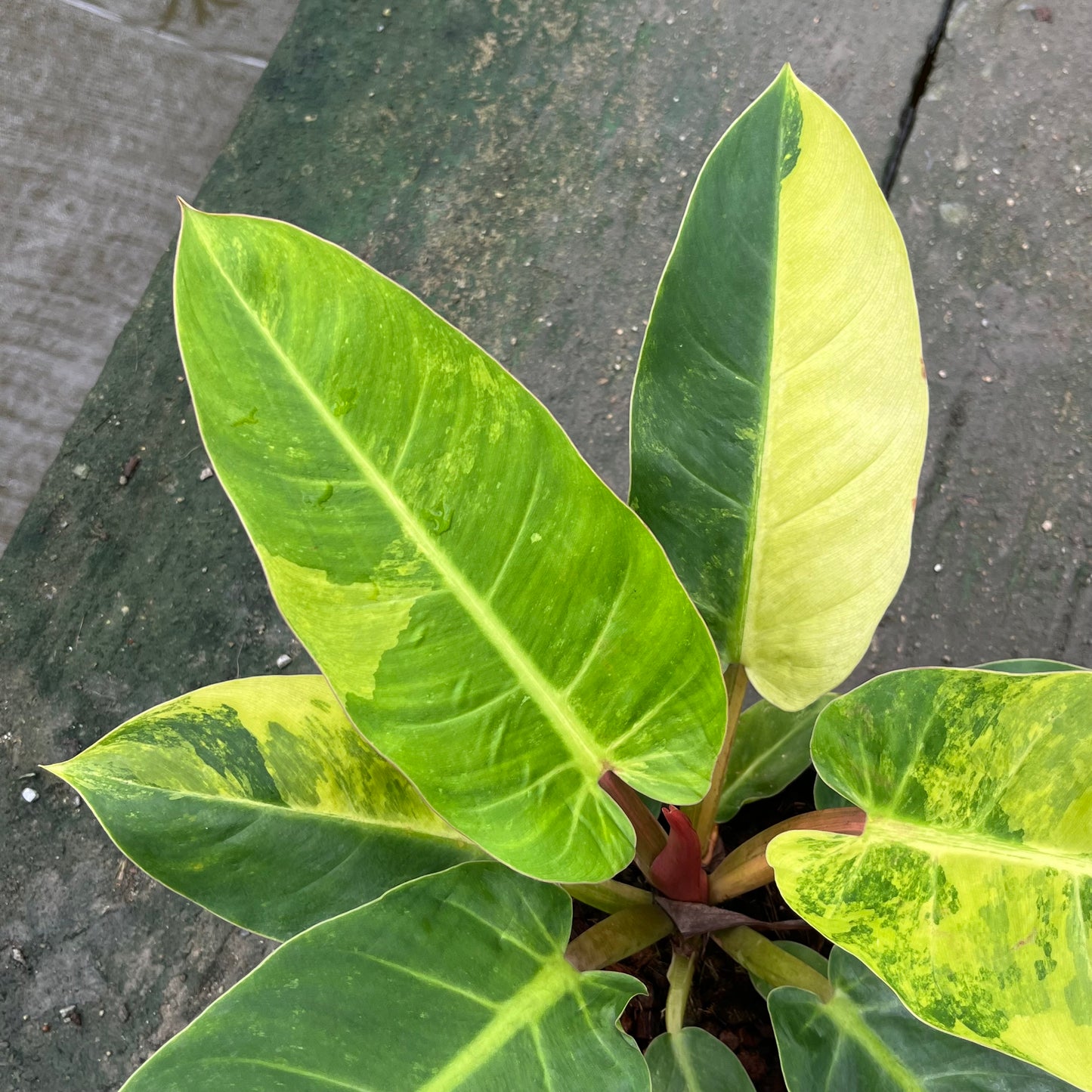 Philodendron Melinonii Variegated Aurea - Short Stem Type - Exact Plant