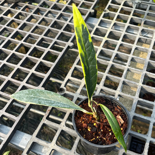 Hoya Sulawesiana Outer Variegated - Exact Plant