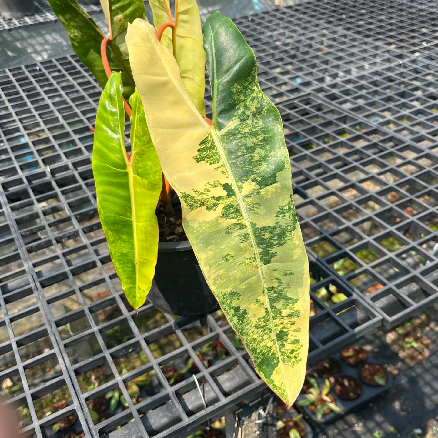 Philodendron Billietiae Variegated – Rare Tropical Houseplant
This rare Philodendron features vibrant yellow variegation on long, arrow-shaped leaves. A top choice for tropical plant collectors, it’s easy to grow and perfect for indoor plant lovers seeking something truly unique.