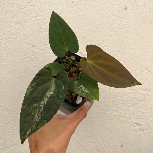 Anthurium Red Vein Dark Phoenix Variegated - Exact Plant (A021)