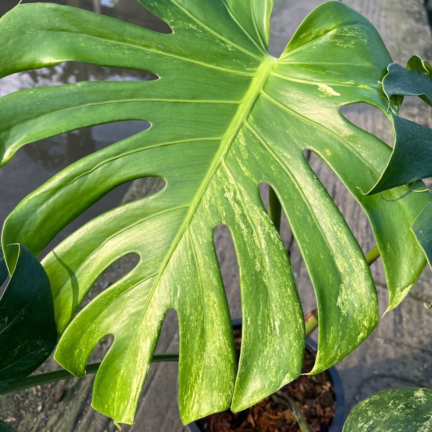 Monstera Ocean Mint Variegated