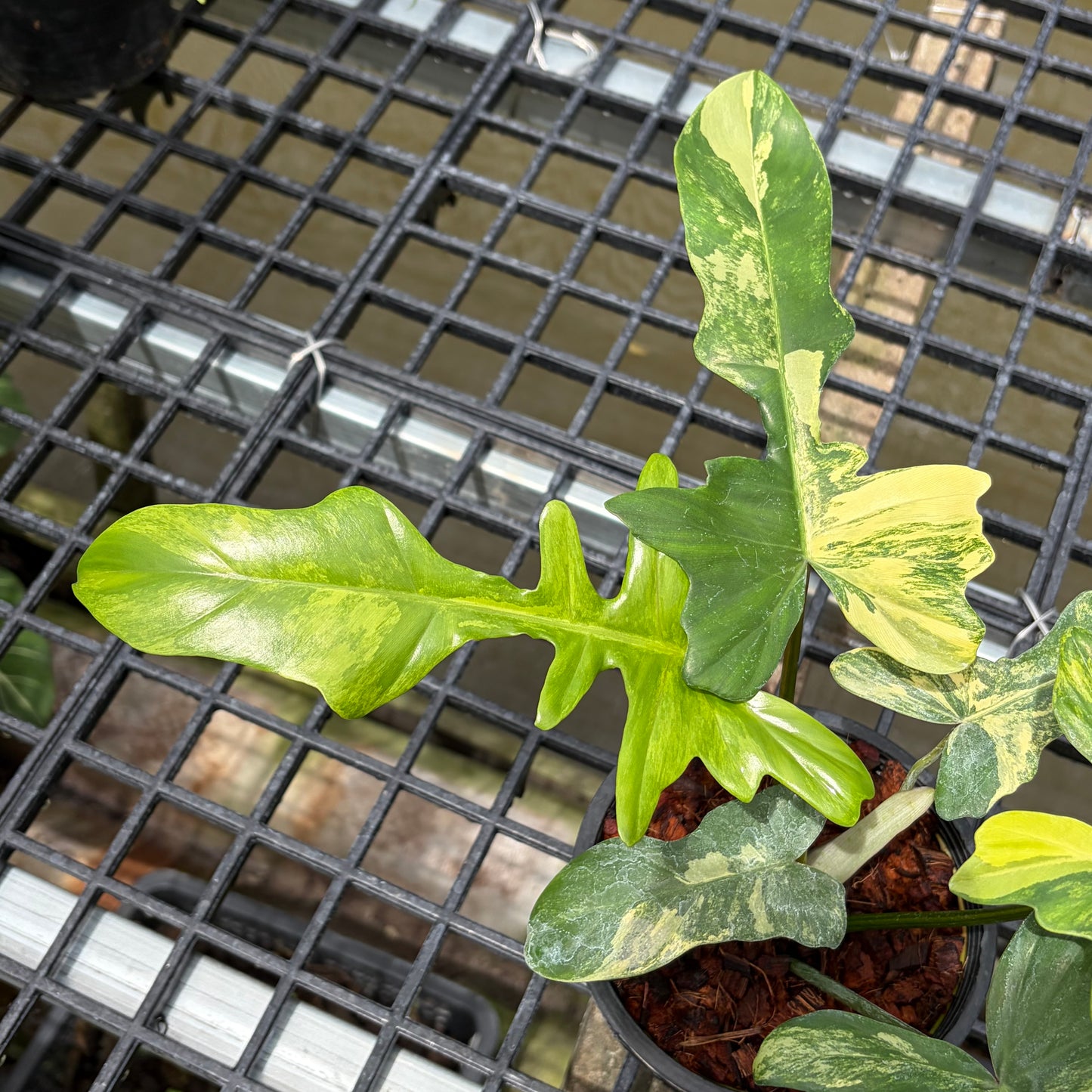 Philodendron Florida Beauty x Mayoi Variegated - Exact Plant (P056)