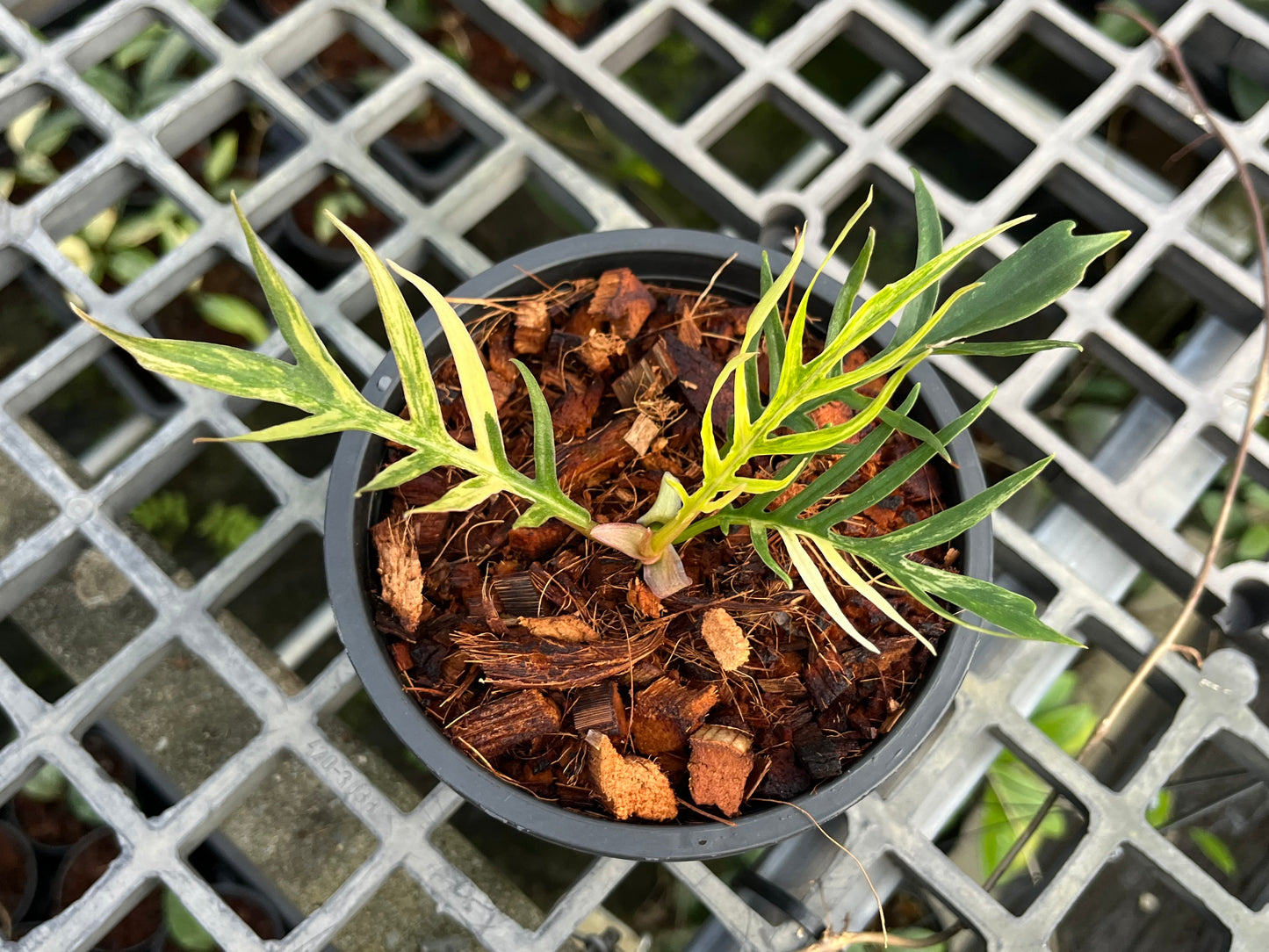 Philodendron Tortum Variegated- Exact Plant (P030)