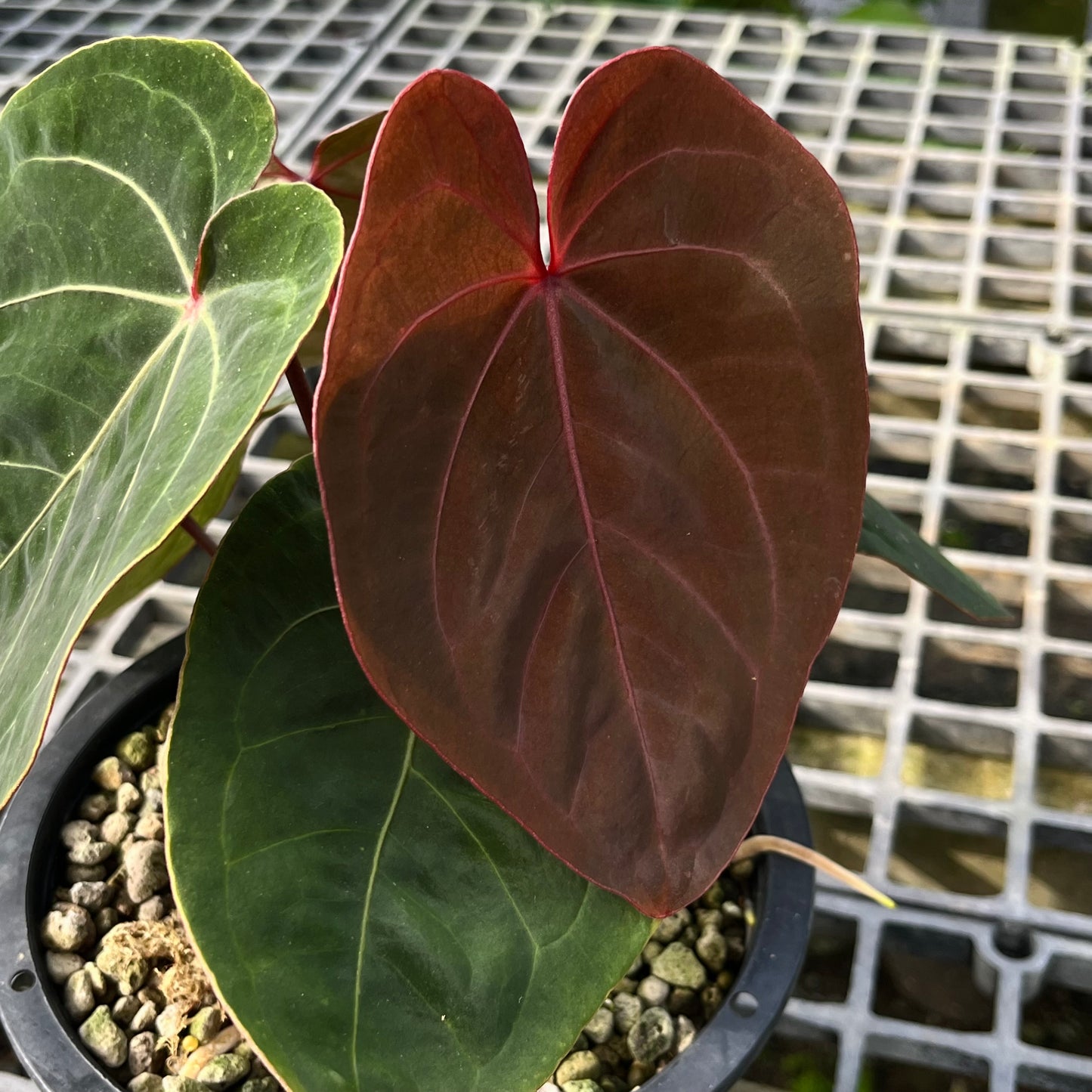 Anthurium Hoffmanii Red Sinus ‘Blood Moon’ - Exact Plant - Australian Hybrid