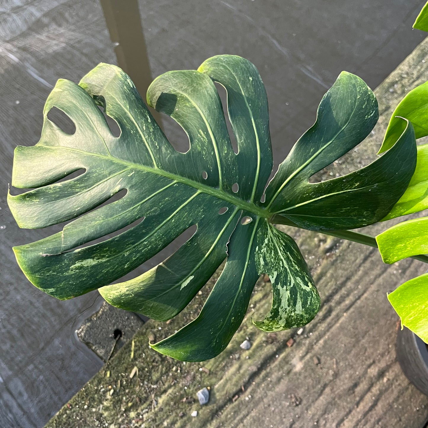 Monstera Ocean Mint Variegated