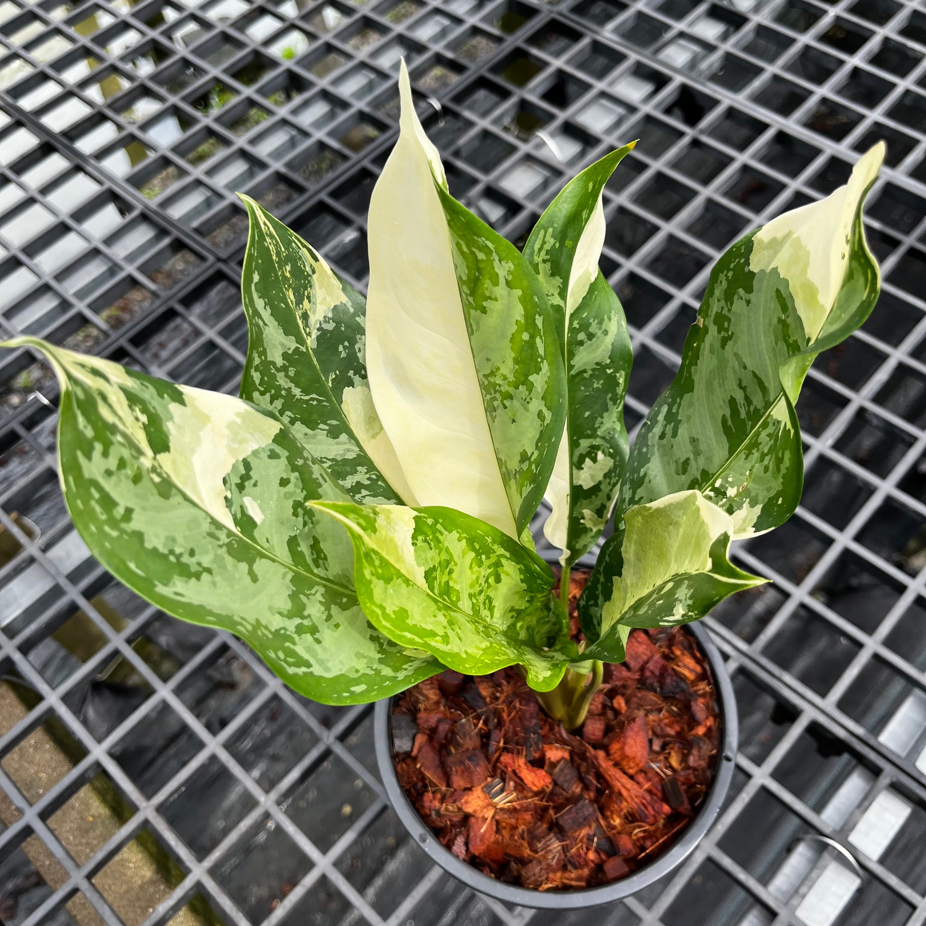 aglaonema manila variegated Aglaonema Manila Pride