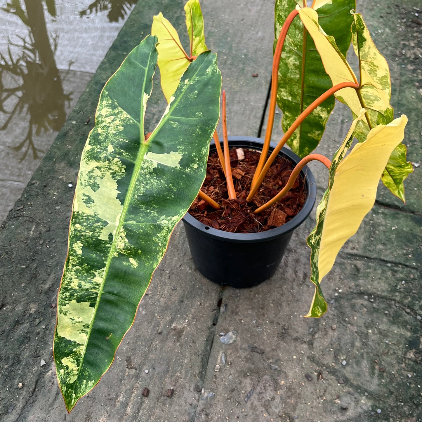 Philodendron Billietiae Variegated - Exact Plant - 5 Beautiful Variegated Leaves