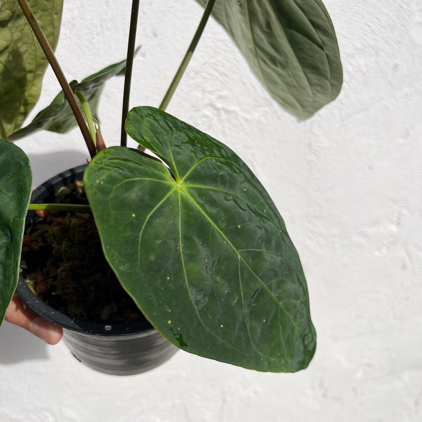 Anthurium Black Cherry F2 - Exact Plant - Australian Hybrid - Flowering Size