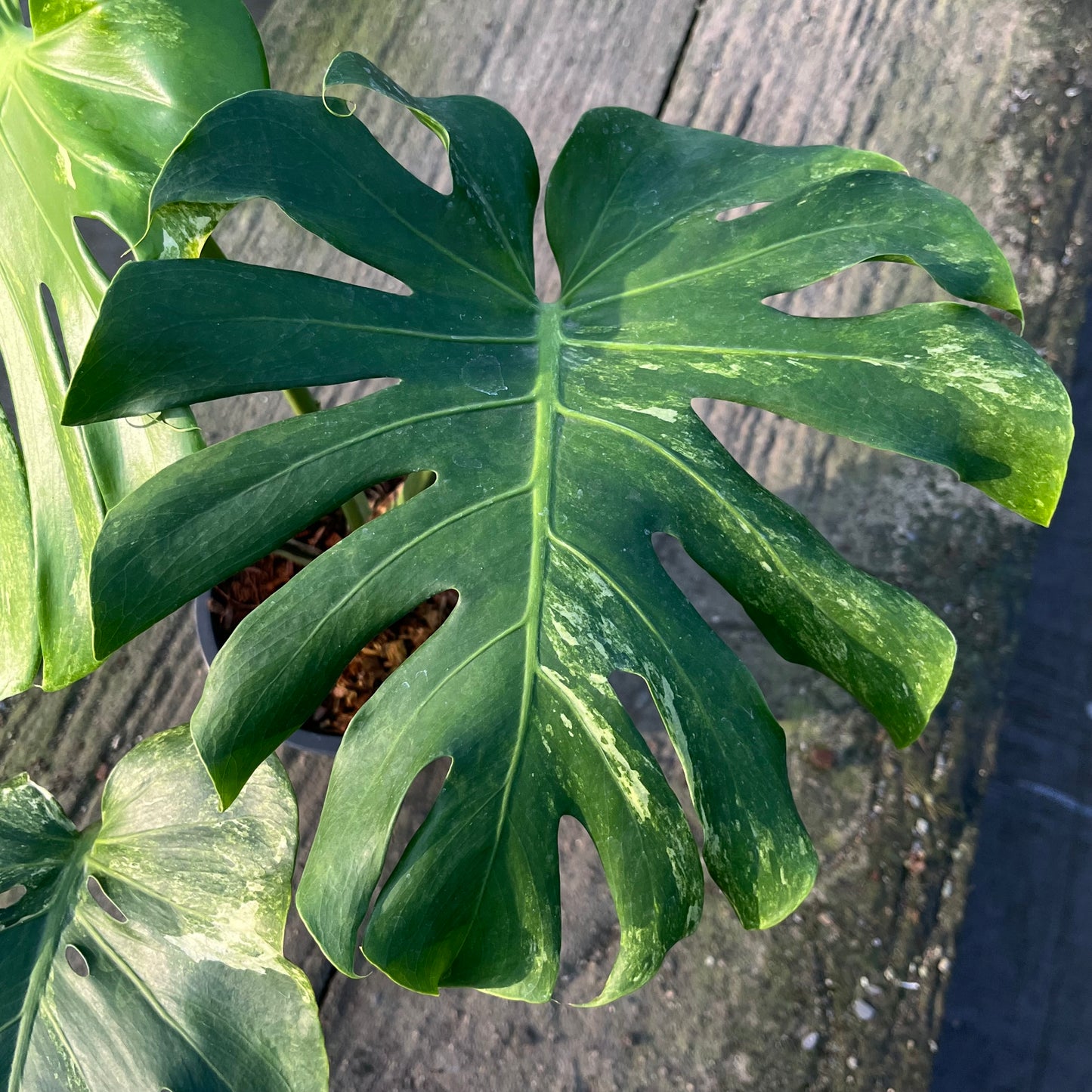 Monstera Ocean Mint Variegated