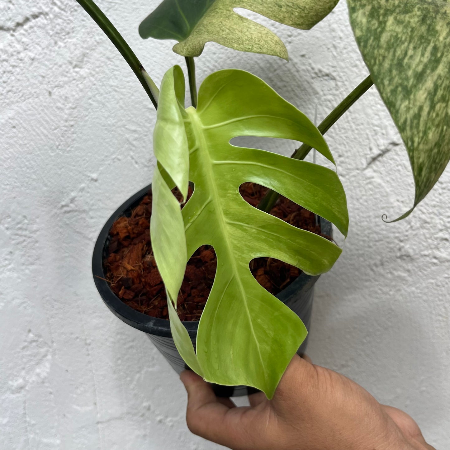 Monstera Borsigiana Mint - Exact Plant