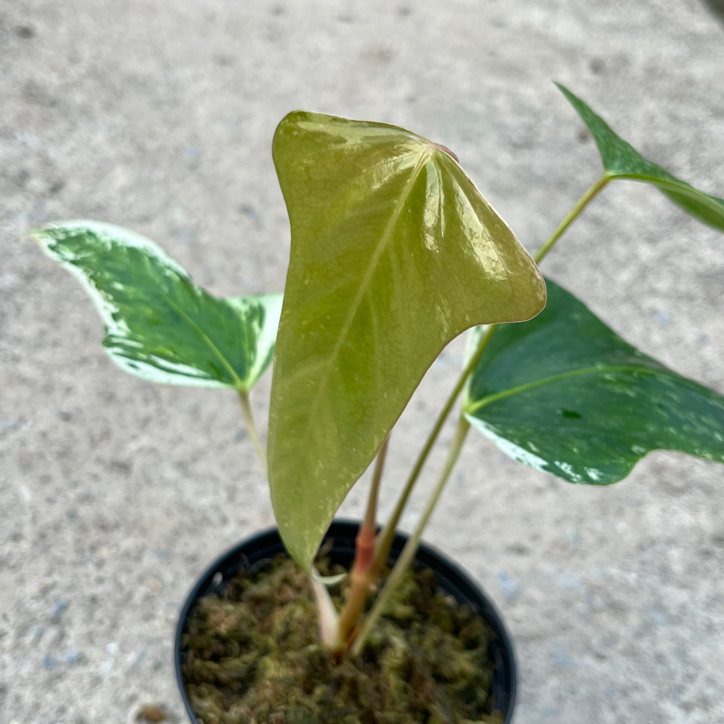 Anthurium Subsignatum Variegated - Exact Plant (A024)