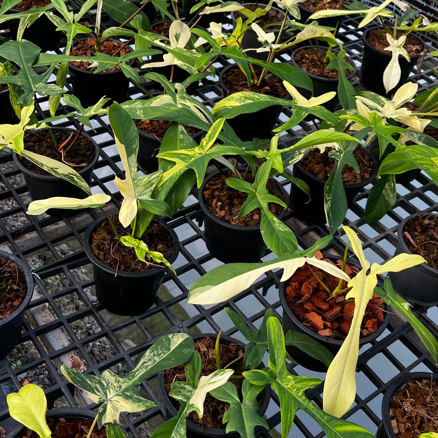 Philodendron Florida Beauty