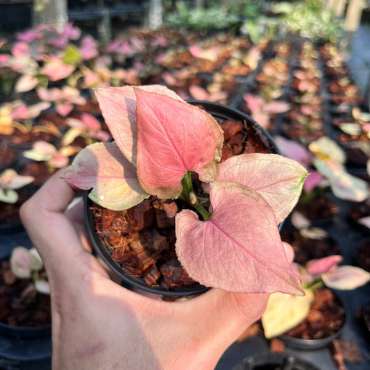 Syngonium Pink Perfection
