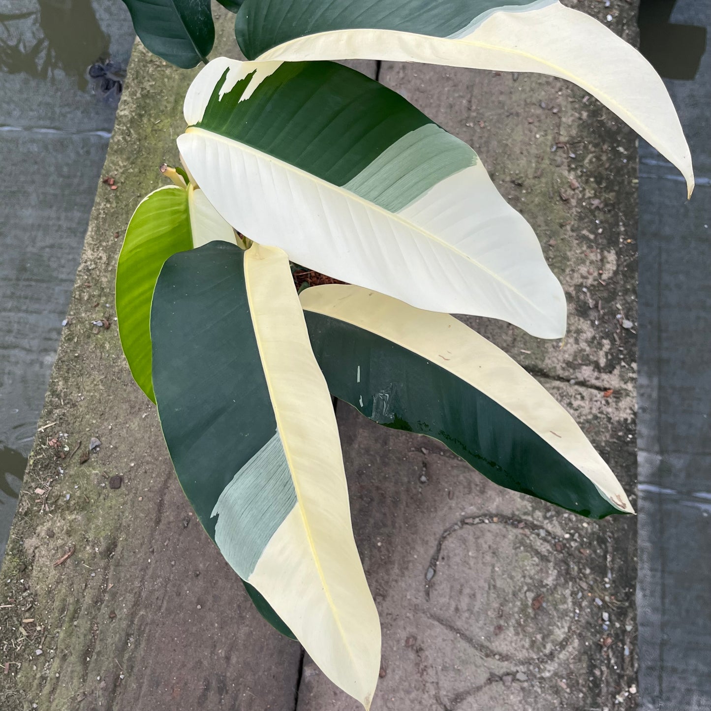 Epipremnum Giganteum White Pearl with bold sectoral white variegation on large green leaves