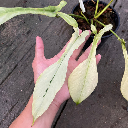 Philodendron Joepii Variegated Aurea - Exact Plant