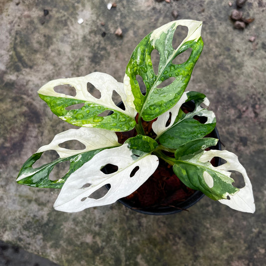 Monstera Adansonii variegated albo