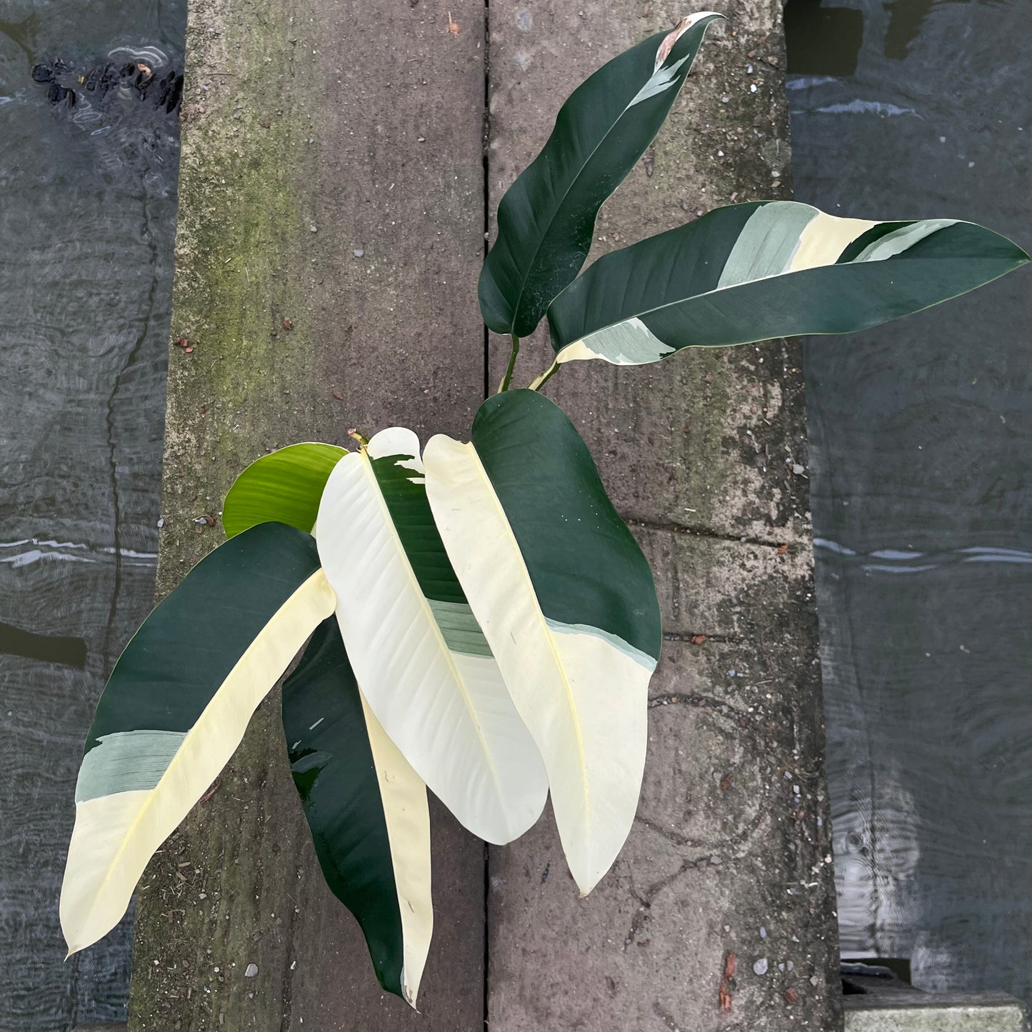 Epipremnum Giganteum White Pearl with bold sectoral white variegation on large green leaves