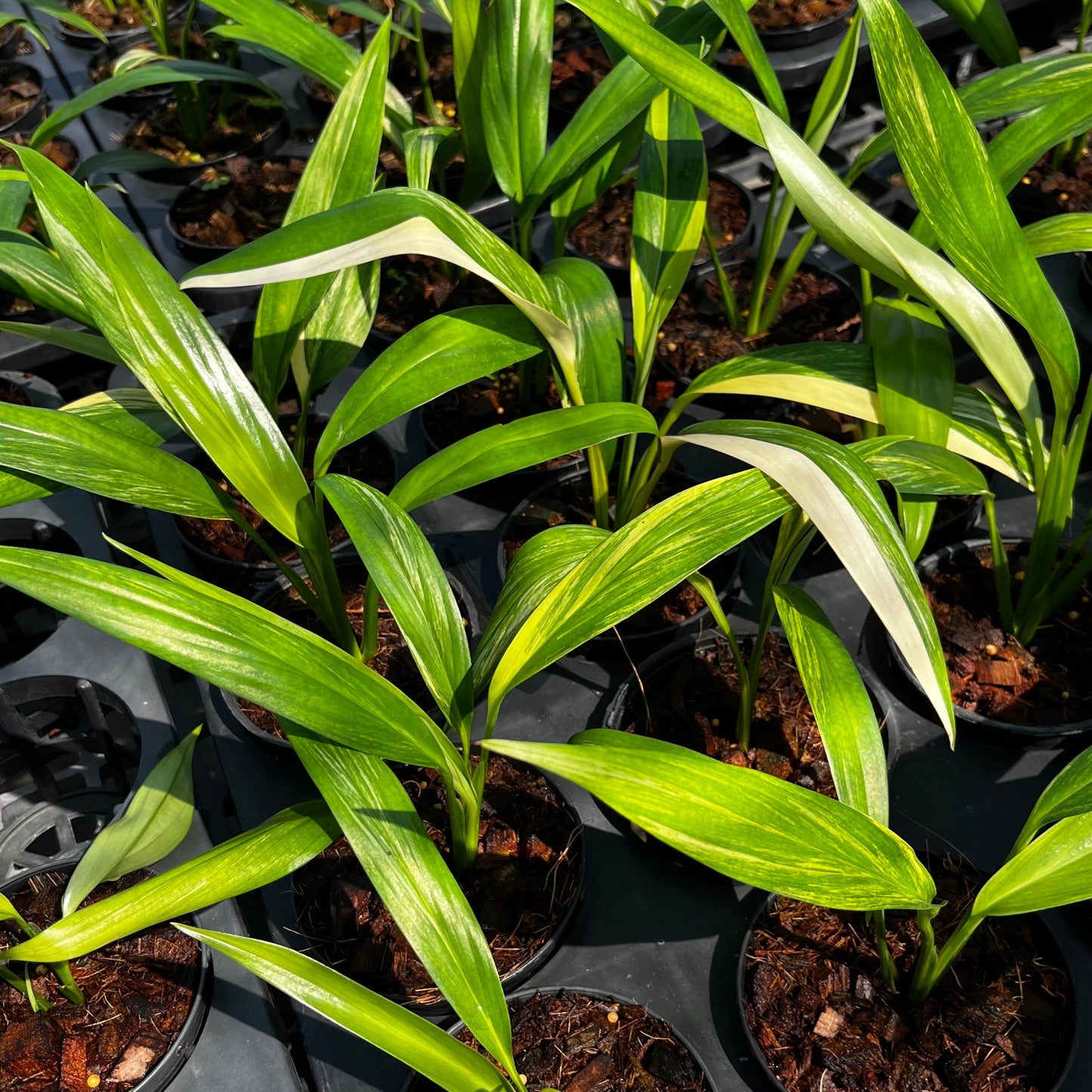Epipremnum Amplissimum variegated