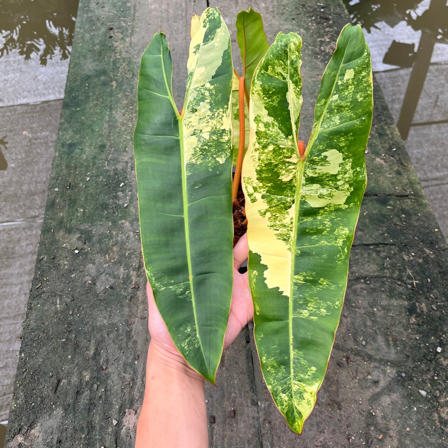 Philodendron Billietiae Variegated - Exact Plant - 3 Beautiful Variegated Leaves
