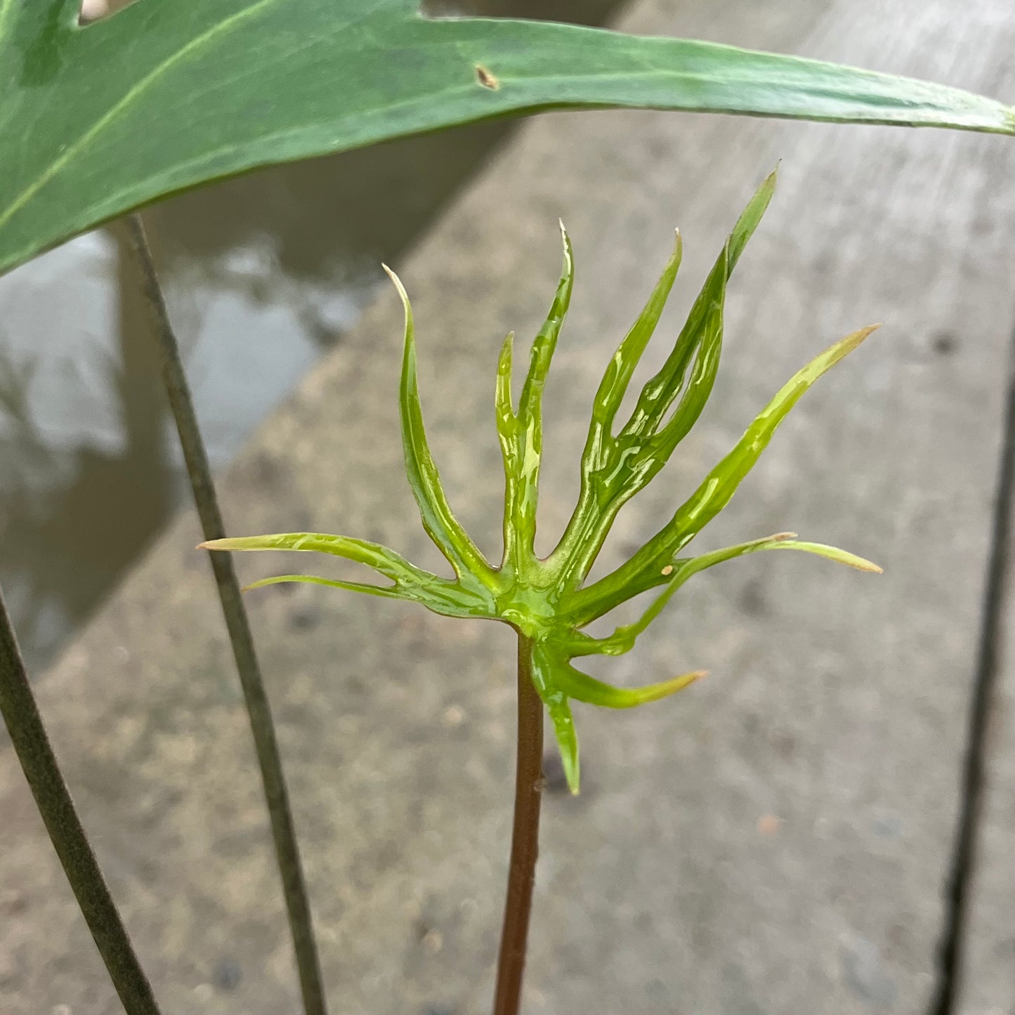 Anthurium Podophyllum ‘Spider Legs’ - Exact Plant (A023)