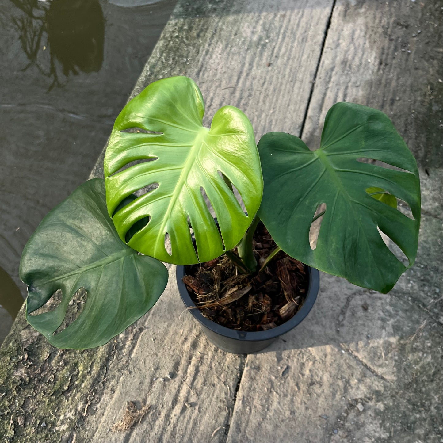 Monstera Deliciosa Compacta Seed Grown - Exact Plant - GP Selected Form