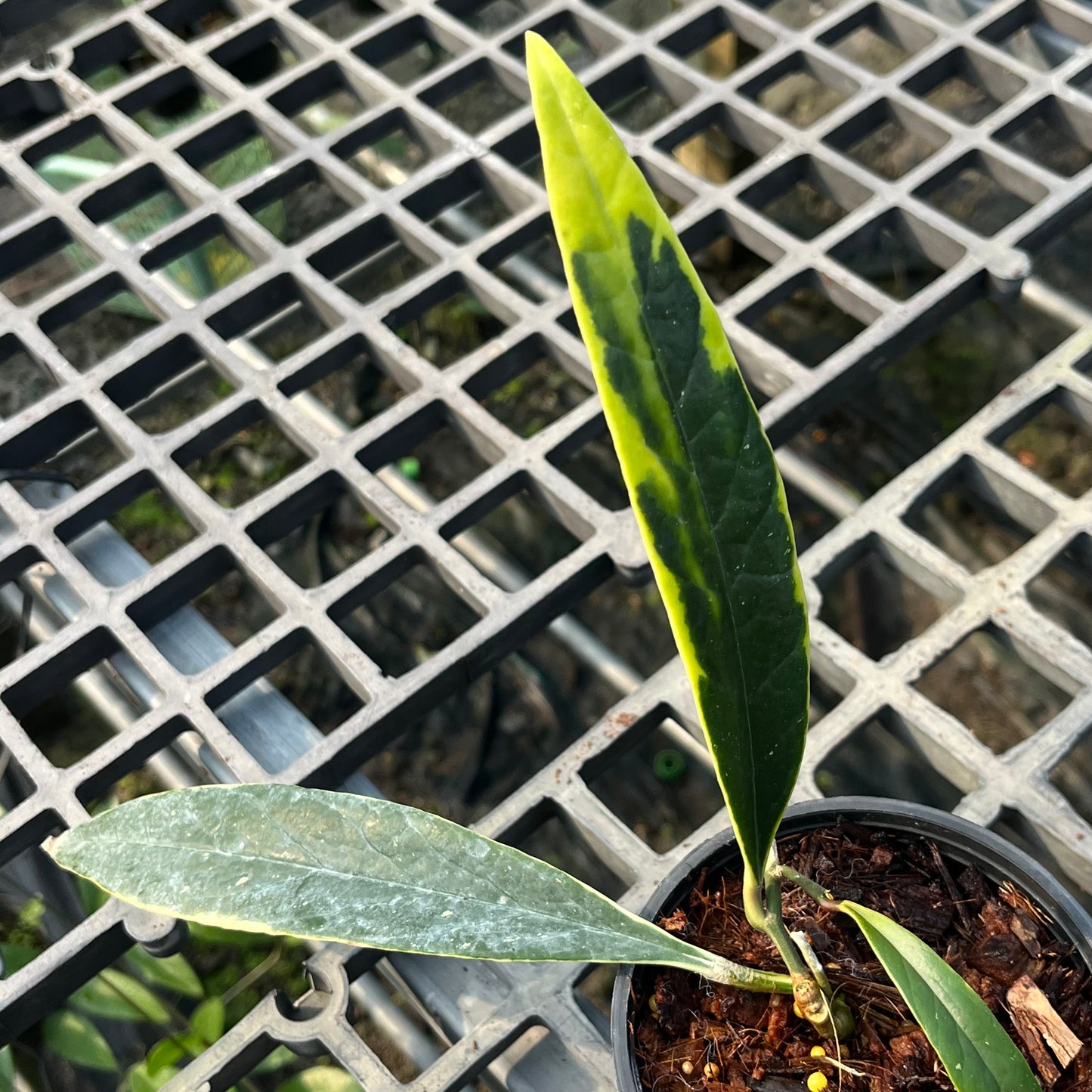 Hoya Sulawesiana Outer Variegated - Exact Plant