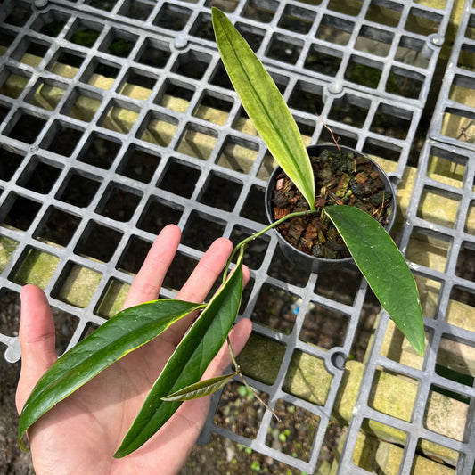 Hoya Sulawesiana Outer Variegated- Exact Plant