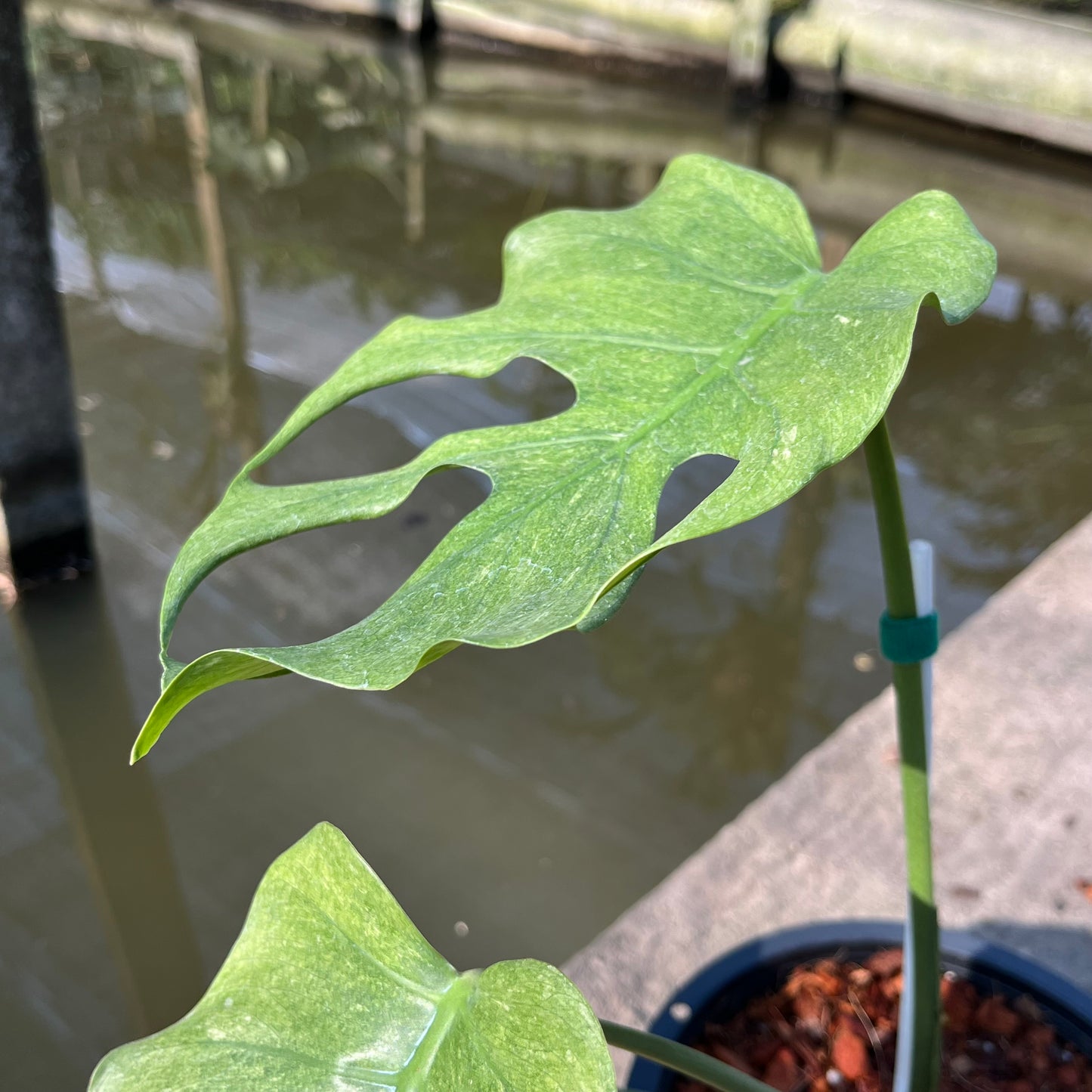 Monstera Jade Goblin - Exact Plant (M044)