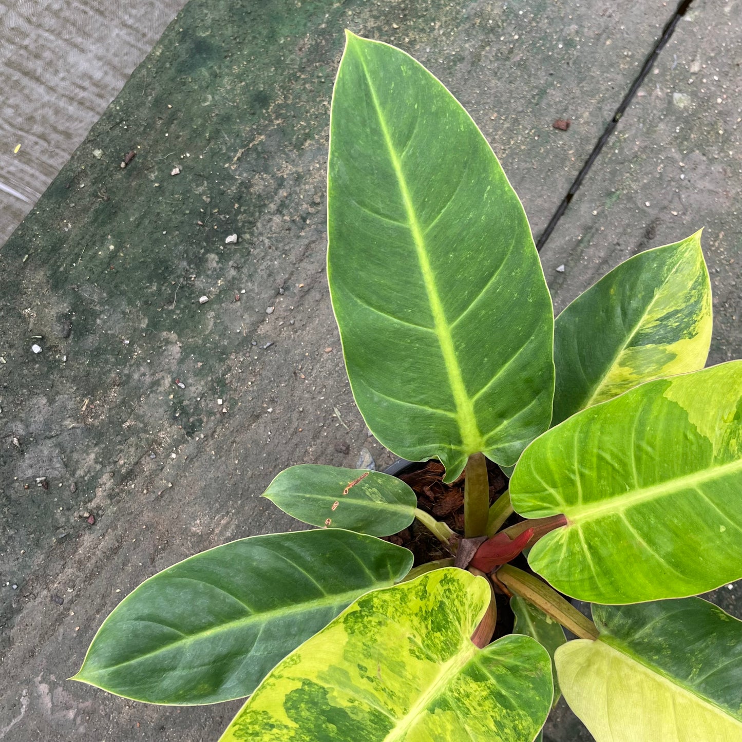 Philodendron Melinonii Variegated Aurea - Short Stem Type - Exact Plant