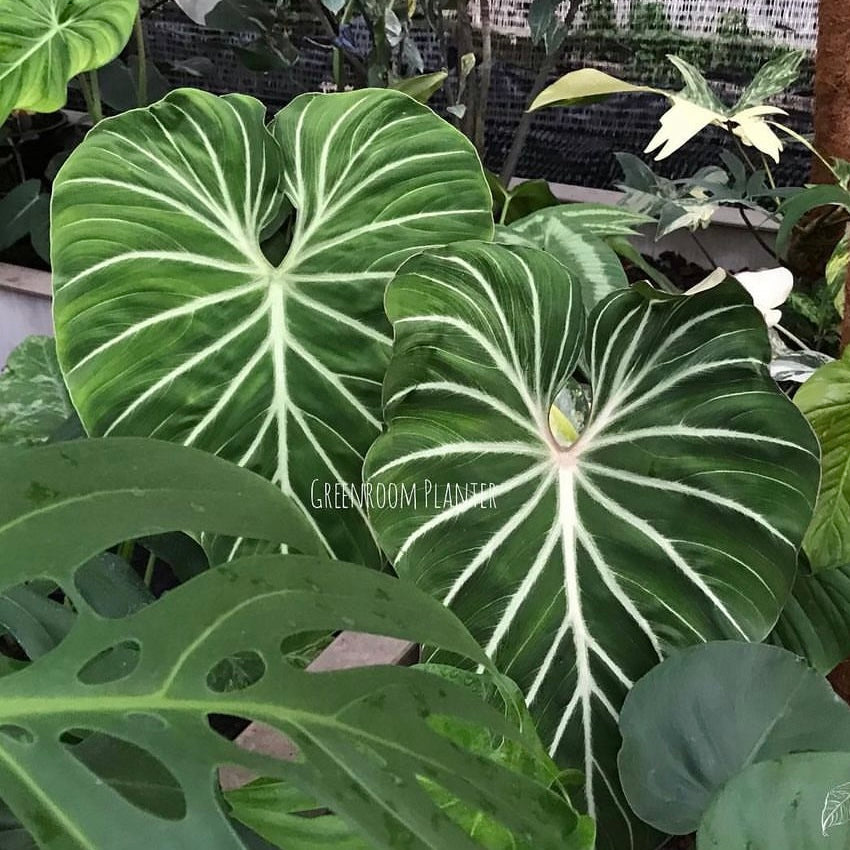 philodendron gloriosum perth Philodendron Gloriosum White Veins