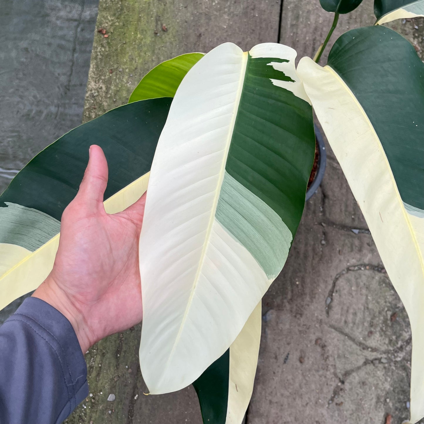 Epipremnum Giganteum White Pearl with bold sectoral white variegation on large green leaves