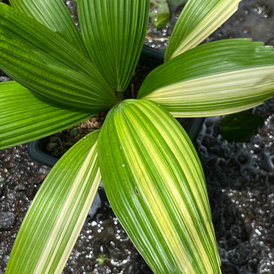 Licuala Grandis Variegated - Exact Plant (EX001)