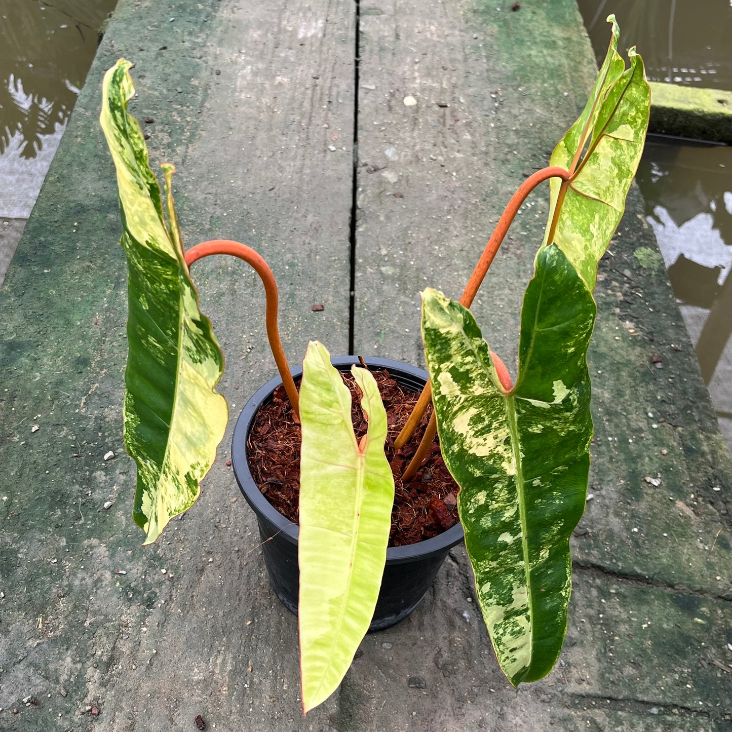 Philodendron Billietiae Variegated- Exact Plant - 4 Beautiful Variegated Leaves