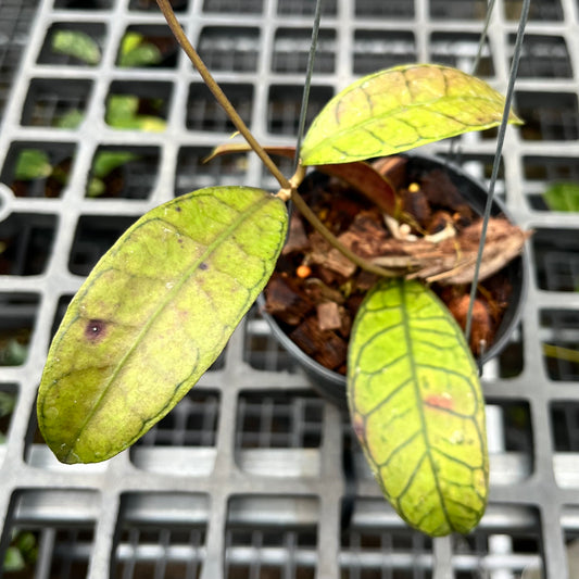 Hoya Sp. Ganung Gading