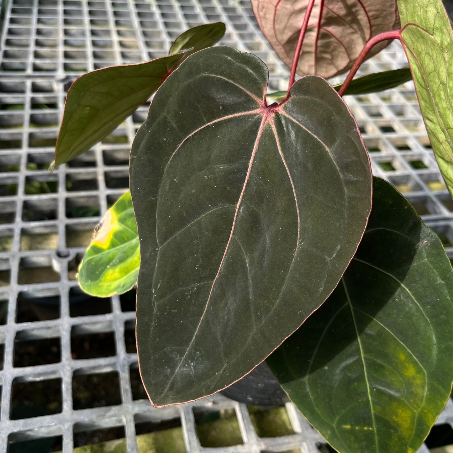 Anthurium Hoffmanii Red Sinus ‘Blood Moon’ - Exact Plant - Australian Hybrid