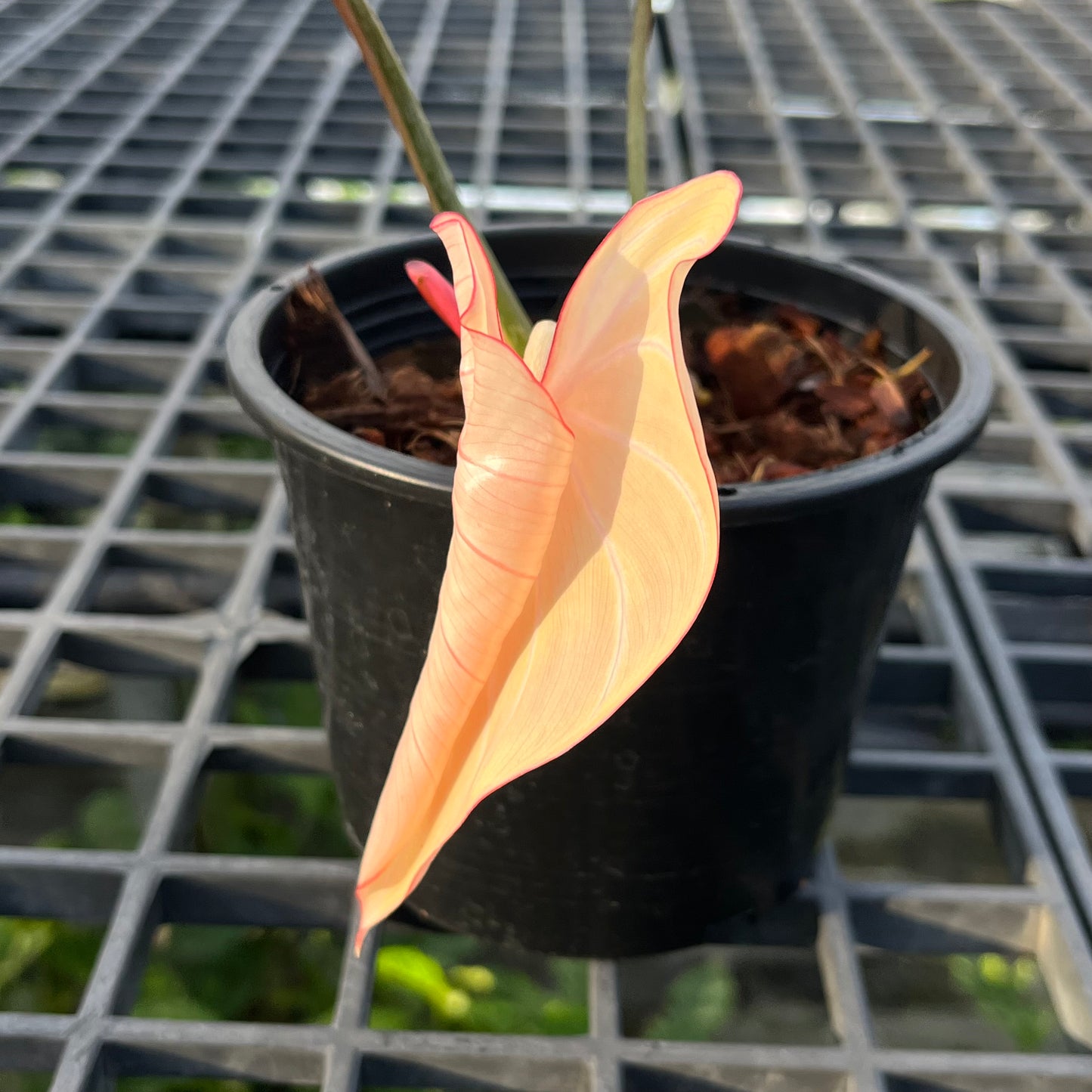 Philodendron Gloriosum Variegated Type1 - Exact Plant
