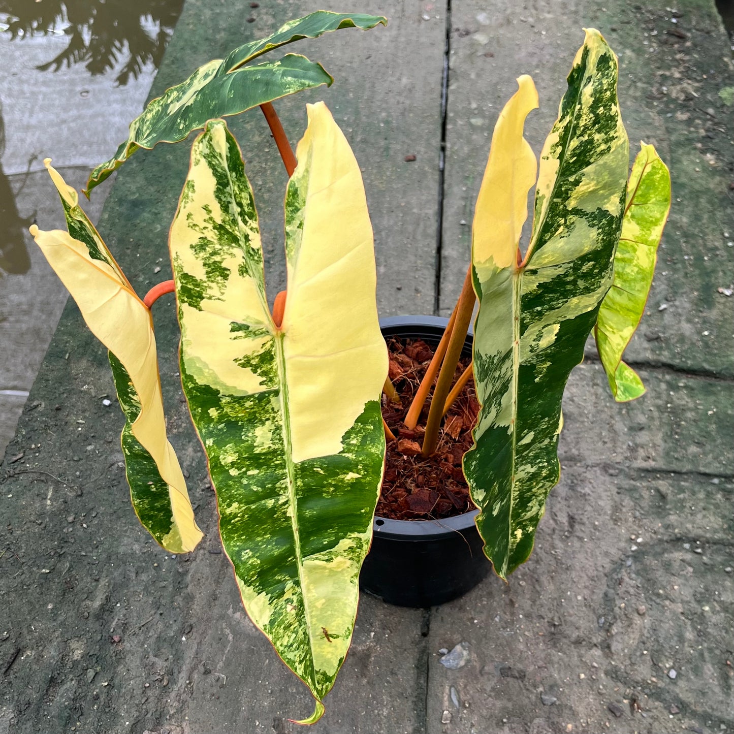 Philodendron Billietiae Variegated - Exact Plant - 5 Beautiful Variegated Leaves