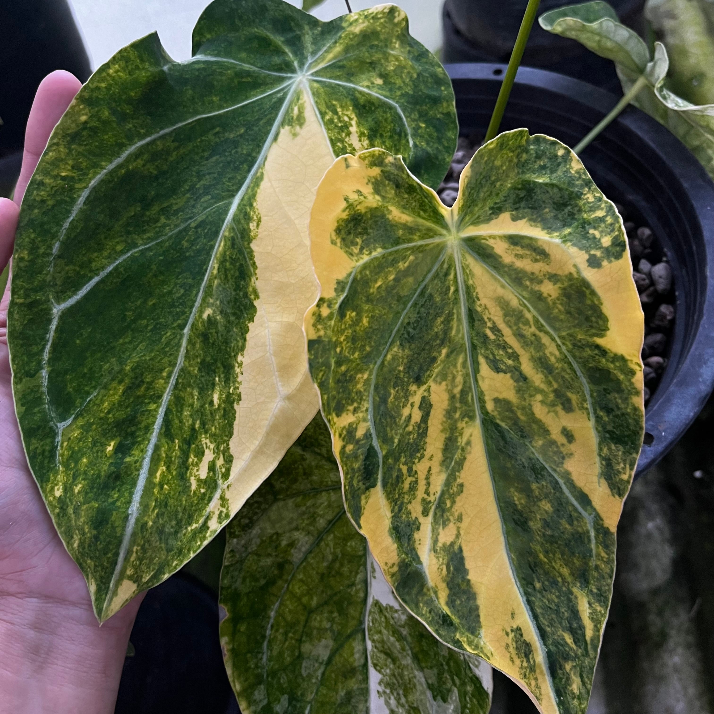 anthurium heinz Anthurium Forgetii var. x Heinz – Greenroom Planter