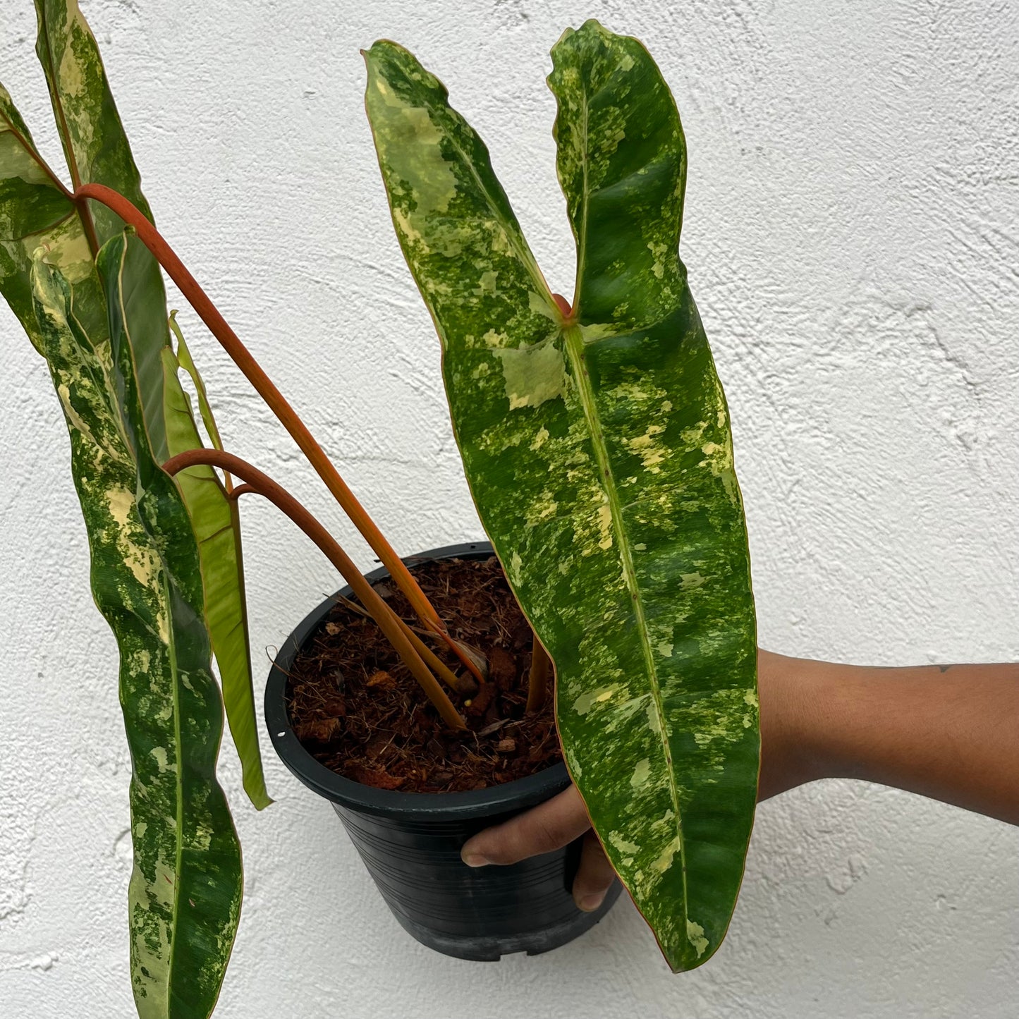 Philodendron Billietiae Variegated - Exact Plant - 4 Variegated Leaves