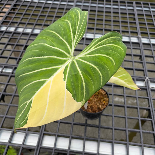 Philodendron Gloriosum Variegated Albo Type 1 - Exact Plant (P059)