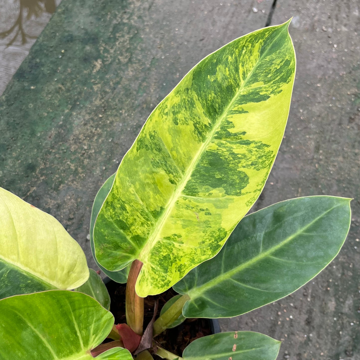 Philodendron Melinonii Variegated Aurea - Short Stem Type - Exact Plant