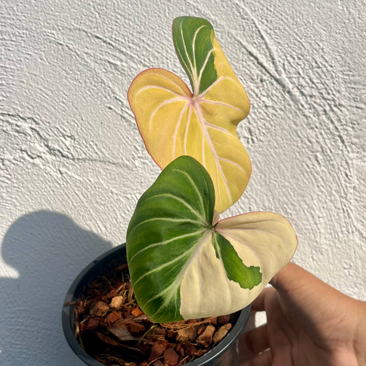 Philodendron Gloriosum Variegated Type1 - Exact Plant