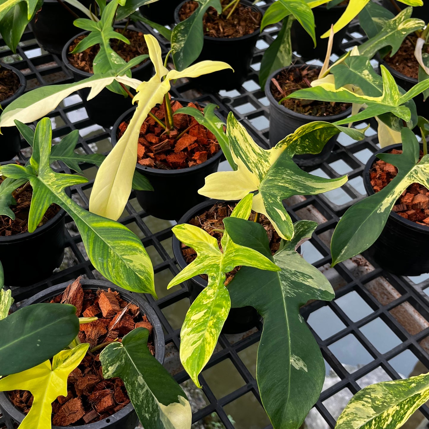 Philodendron Florida Beauty