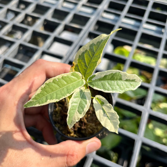 Ficus SPP. Variegated - Exotic - Climber
